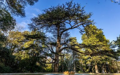 [Midi Libre] Montpellier : une Charte pour replacer l’arbre au cœur des projets lancée par la Ville