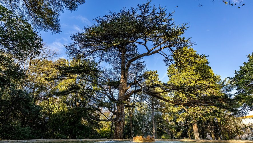 [Midi Libre] Montpellier : une Charte pour replacer l’arbre au cœur des projets lancée par la Ville