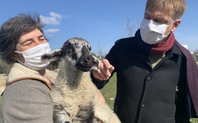 [Actu.fr] Eco-pâturage : avec les moutons, plus « bêle » la ville