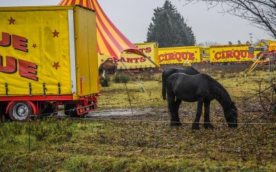 Cirques sans animaux : la justice nous donne raison (Midi Libre 1er février 2022)