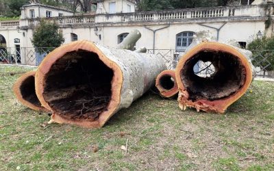 Abattage de 20 platanes malades sur l’Esplanade (Stéphane Jouault sur France 3 – 14 mars 2023)