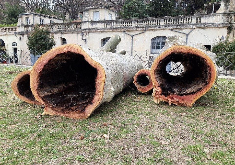 Abattage de 20 platanes malades sur l’Esplanade (Stéphane Jouault sur France 3 – 14 mars 2023)