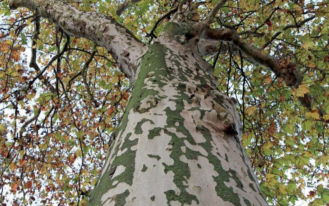 Urbanisation et monoculture : la fin du règne du Platane ? : Stéphane Jouault dans Socialter (09 novembre 2023)